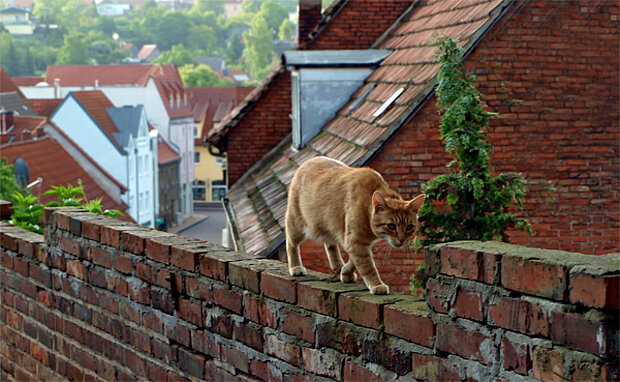 Katze in der Stadt