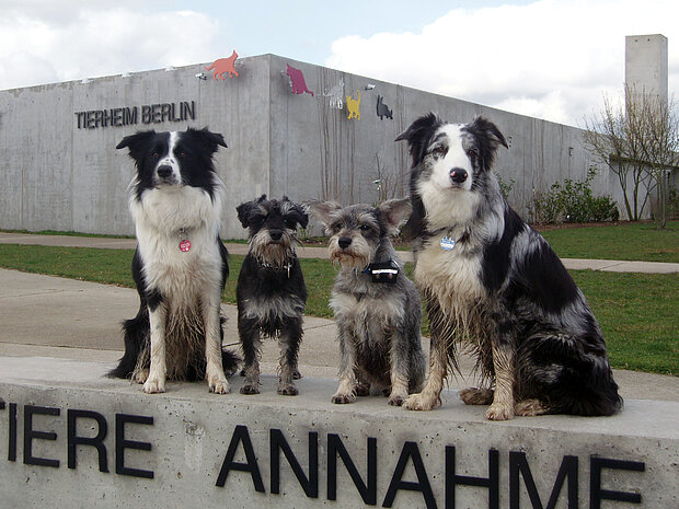 mehrere Hunde sitzen auf einem Beton-Schild