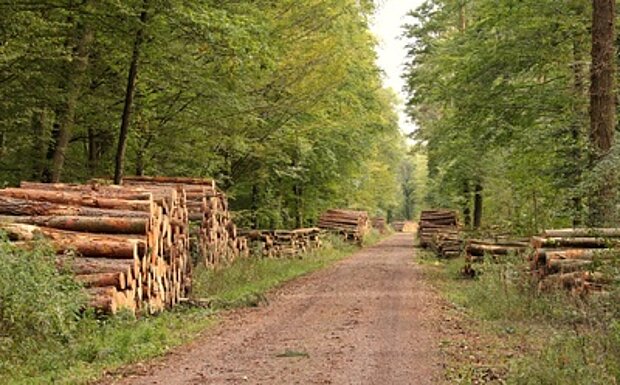 Foto: Der Holzweg © angieconscious, pixelio.de