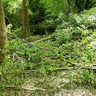 umgestürzte Bäume in einem Waldstück
