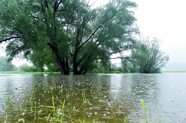 überschwemmte Wiese