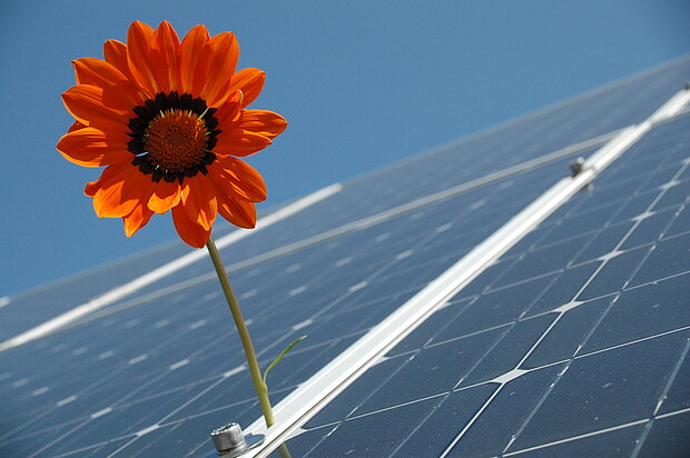 rote Blume auf Solarplatten 