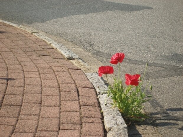 Blumen wachsen an einem Gehweg an einer Straße